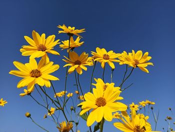 Low angle view of yellow flowering plants against blue sky