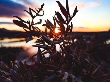 Close-up of silhouette plant on beach against sky during sunset