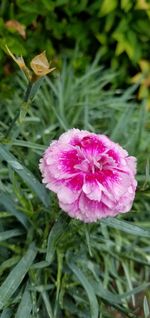 Close-up of pink flowers