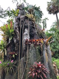 Low angle view of coconut palm tree