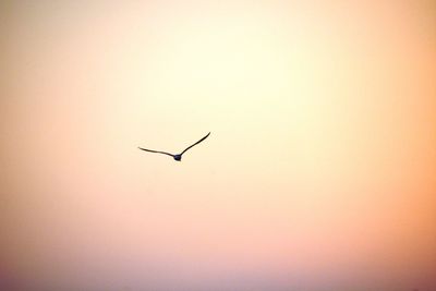 Low angle view of birds flying in sky