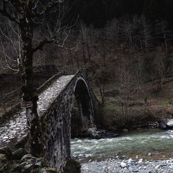 River stream amidst trees in forest