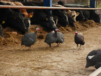 Close-up of birds on field