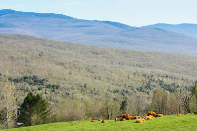 View of sheep grazing on field