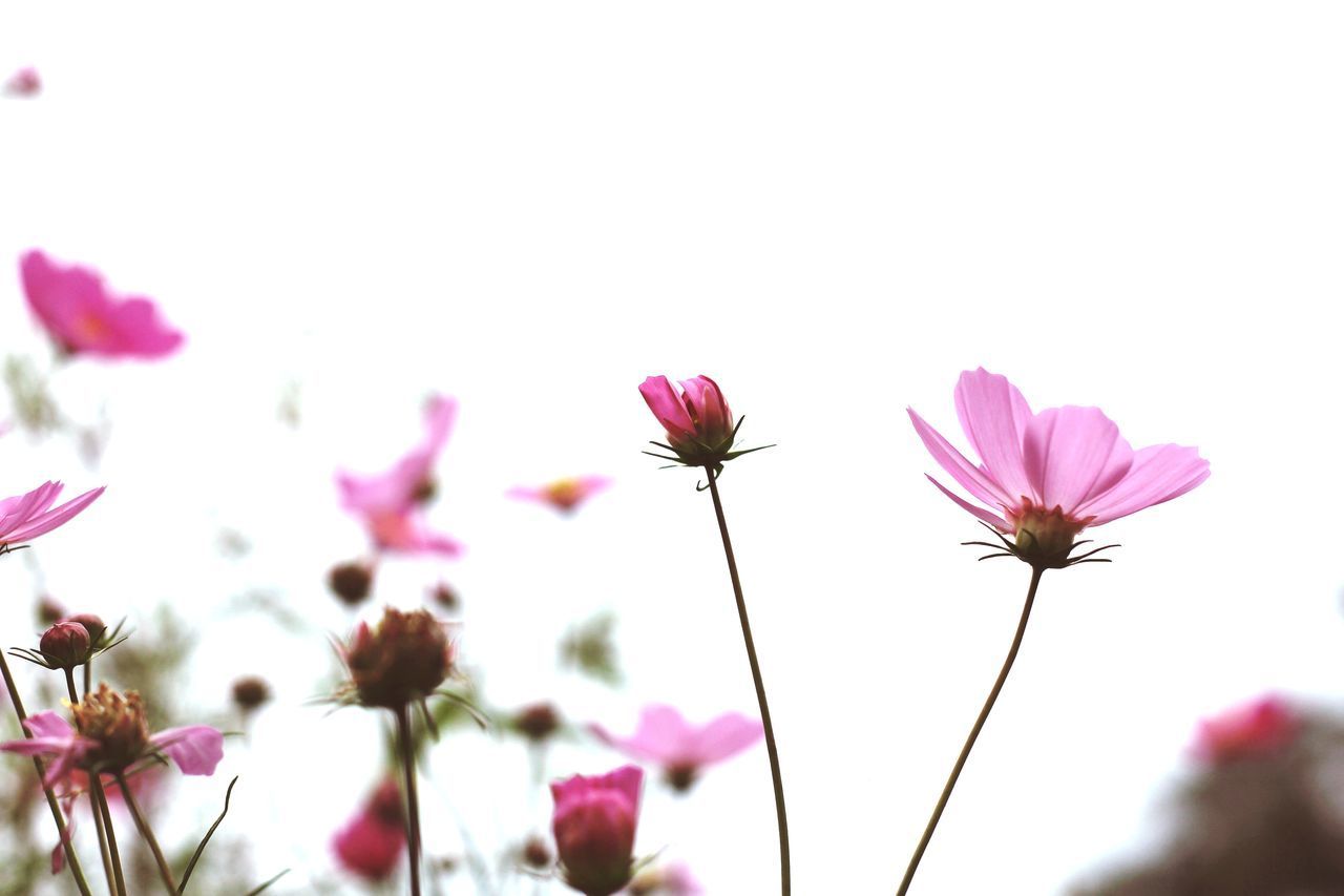 CLOSE-UP OF PINK COSMOS FLOWER
