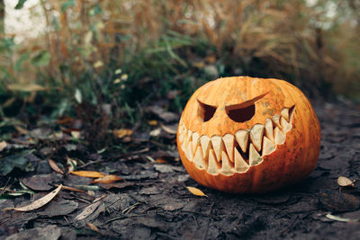 Close-up of pumpkin on ground during autumn