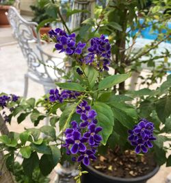 Close-up of purple flowers blooming outdoors