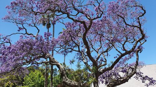 Low angle view of cherry blossoms against sky