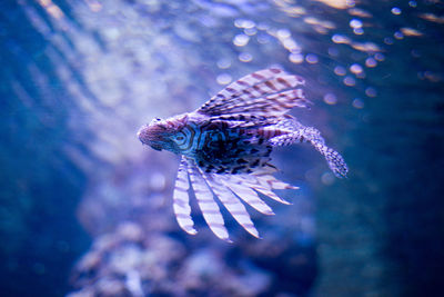 Close-up of fish swimming in sea