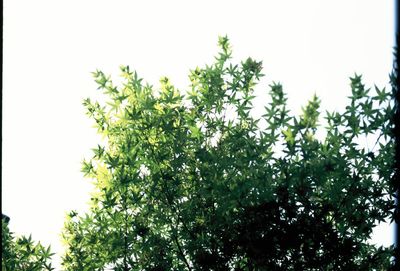 Close-up of fresh green plants against sky