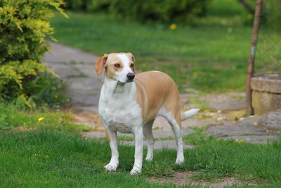 Portrait of dog standing on field