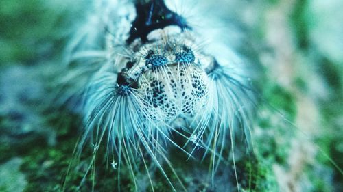 Close-up of spider