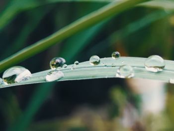 Close-up of dew drops on grass