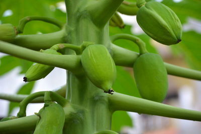 Close-up of fruit growing on plant