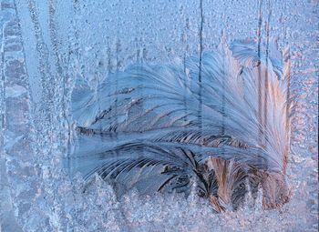 Close-up of snow on plant during winter