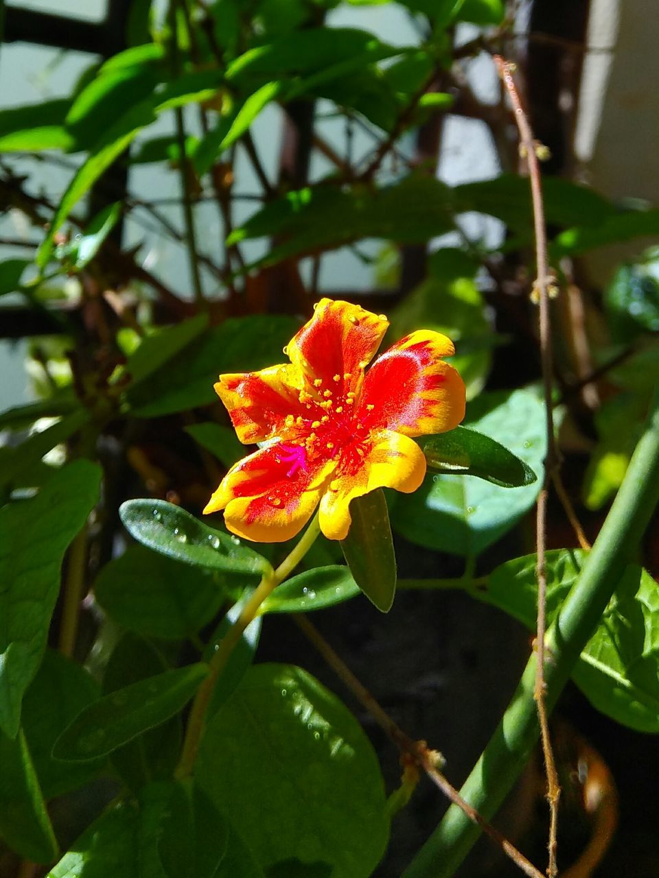 flower, nature, fragility, beauty in nature, petal, growth, freshness, flower head, plant, green color, close-up, leaf, blooming, pollen, outdoors, no people, water, day