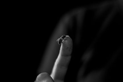 Close-up of insect on hand