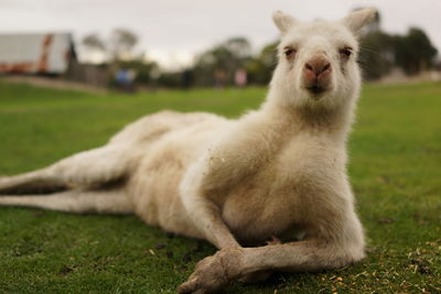 Portrait of sheep on field