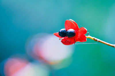 Close-up of red flower against blurred background