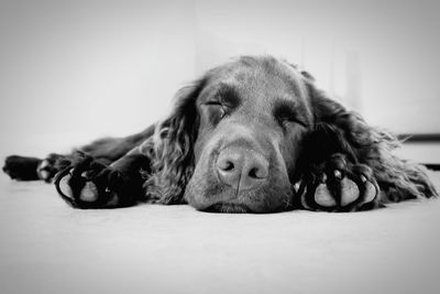 Close-up of dog sleeping on floor at home