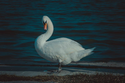 Swan in lake