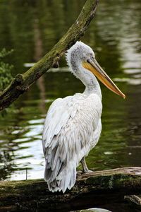 Close-up of pelican perching on lake