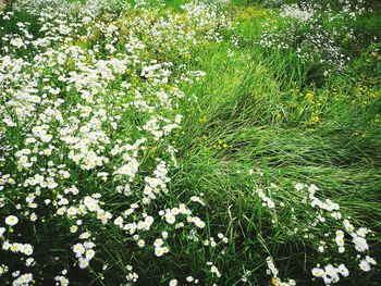 View of white flowering plants on field