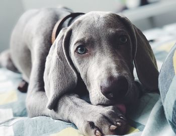 Close-up portrait of a dog