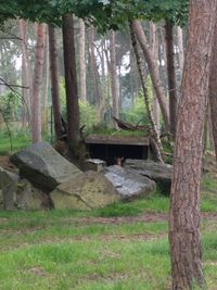 Tree trunk in forest