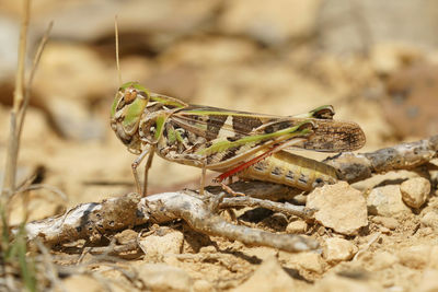 Detailed closeup of a colorful and large french grasshopper , oedaleus decorus with pink legs