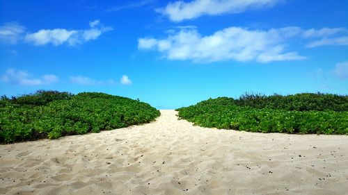 Scenic view of field against clear sky