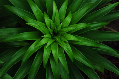 Close-up of leaves