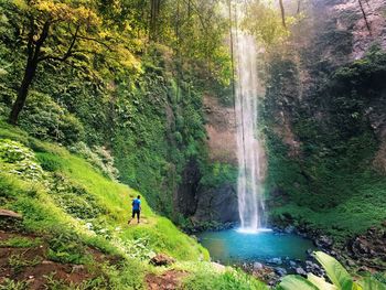 Scenic view of waterfall in forest