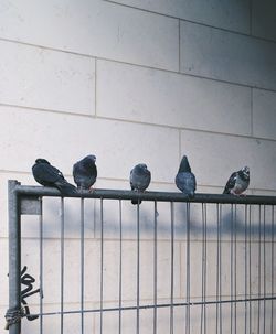 Low angle view of birds perching on railing