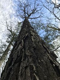 Low angle view of bare tree against sky