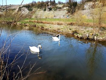 Swans swimming in lake