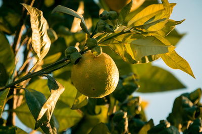 Wild lemons growing outdoors on tree