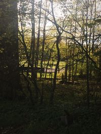 Trees in forest