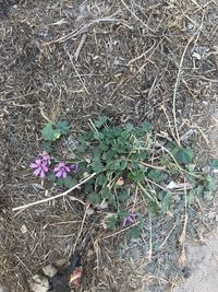 High angle view of plants growing on field