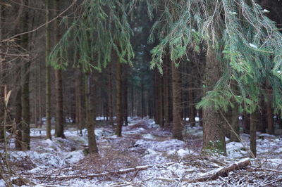 Trees in forest during winter