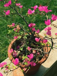 Close-up of pink potted plant