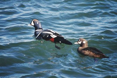 High angle view of ducks swimming in sea