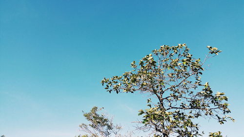 Low angle view of bee on tree against blue sky