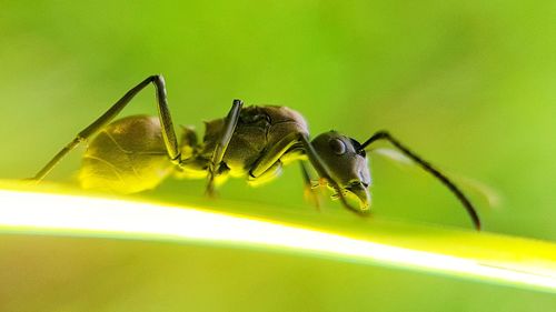 Close-up of insect on leaf