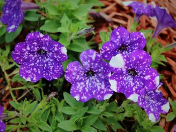 Close-up of purple flowering plants