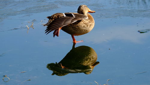 Duck swimming on lake