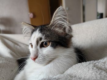 pet