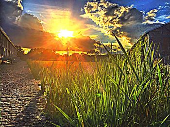 Sun shining through trees