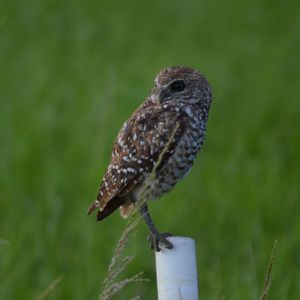 Close-up of owl perching on leaf