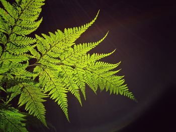 Close-up of fern leaves